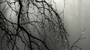 Beautiful Rain Water On Twigs Wallpaper