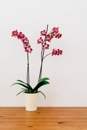 Beautiful Red Moth Orchid Blooming In Elegant Vase Wallpaper