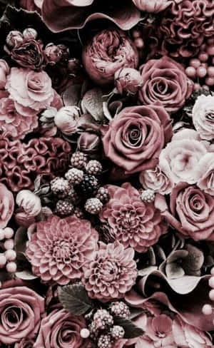 Beautiful Red Roses Against A Dark Background Wallpaper