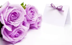 Beautiful Rose Flowers Light Purple Wallpaper