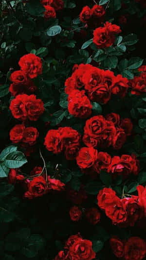Beautiful Roses Wallpaper
