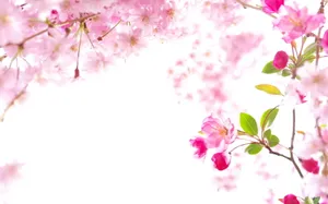 Beautiful Sakura In The Sky Wallpaper