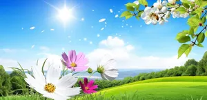 Beautiful Scenery Desktop Colorful Flowers Wallpaper
