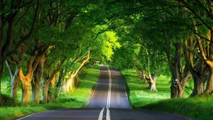 Beautiful Scenery Desktop Green Road Wallpaper