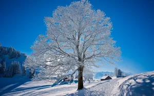 Beautiful Scenery Snow Tree Wallpaper