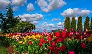 Beautiful Sky Over Tulips Wallpaper