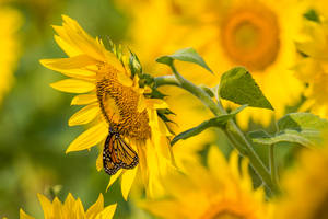 Beautiful Summer Day With A Yellow Sunflower And Butterfly Wallpaper