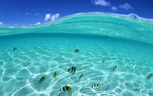 Beautiful Summer Fishes Wallpaper