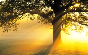 Beautiful Tree With Sun Rays Wallpaper