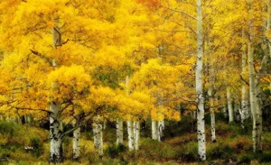 Beautiful Yellow Birch Tree Nature Wallpaper