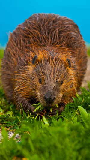 Beaver Munching Greenery Wallpaper