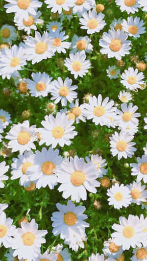 Bed Of White Spring Daisy Iphone Wallpaper