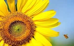 Bee Flying Near A Sunflower Wallpaper