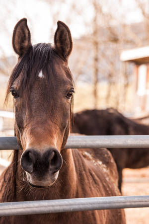 Behind Bars Horse Iphone Wallpaper