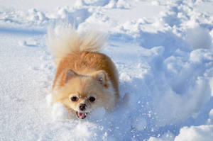 Beige Pomeranian Deep In Snow Wallpaper