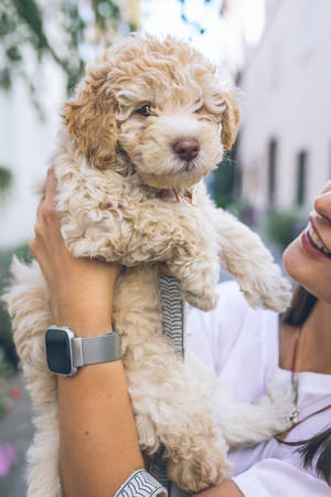 Beige Poodle Cockapoo Puppy Wallpaper