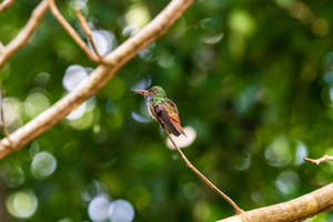 Belize Colibri Bird Wallpaper