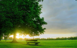 Bench In Park During Spring Wallpaper
