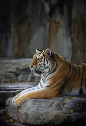 Bengal Tiger Hd Rocky Park Wallpaper