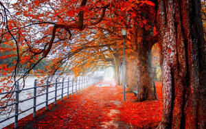 Best 4k Uhd Autumn Sidewalk Wallpaper