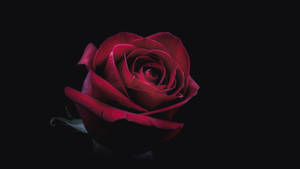 Best Oled Red Rose Wallpaper