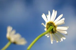 Best White Daisy Wallpaper