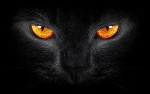 Beware Of Cartoon Cat - He's Not To Be Underestimated Wallpaper