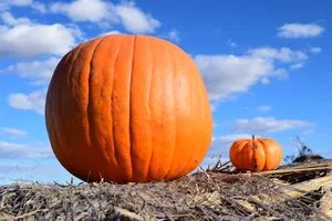 Big And Small Pumpkins Wallpaper
