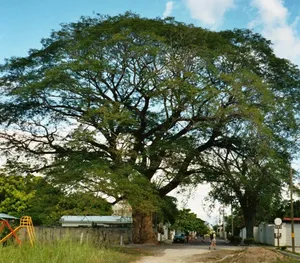 Big Old Tree Liberia Wallpaper