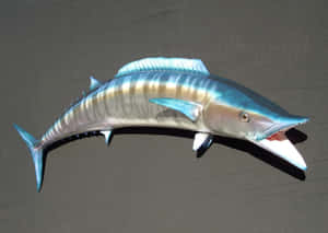 Big Wahoo Fish Swimming In Open Waters Wallpaper