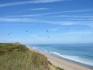 Birds Flying At Cape Cod Wallpaper