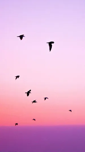 Birds Flying For Sunset Iphone Theme Wallpaper
