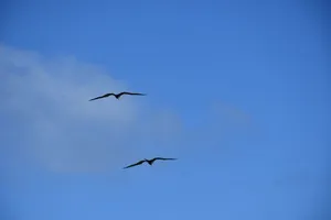 Birds Flying In Venezuela Wallpaper