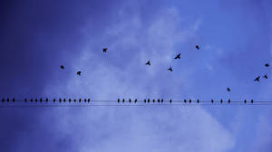 Birds Flying Toward The Electricity Line Wallpaper