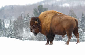 Bisonin Snowy Landscape Wallpaper