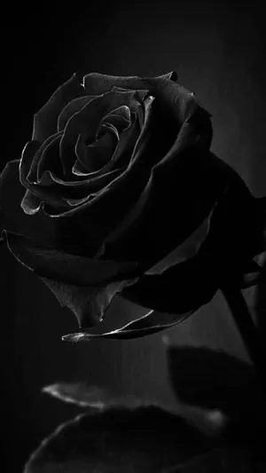 Black Aesthetic Rose In Bloom Wallpaper