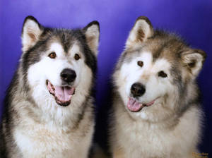 Black And Brown Husky Dogs Wallpaper