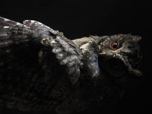 Black And Brown Owl Wallpaper