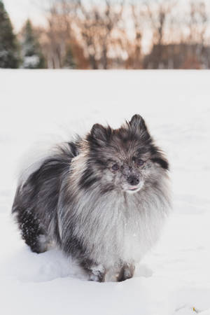 Black And Gray Pomeranian Wallpaper