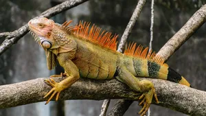 Black And Green Iguana Wallpaper