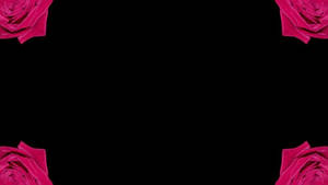 Black And Pink Aesthetic Roses Background Wallpaper