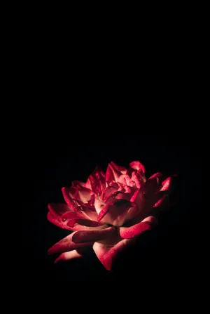 Black And Pink Iphone Rose Flower Wallpaper