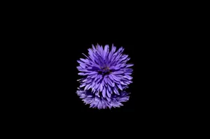 Black And Purple Blossom Wallpaper