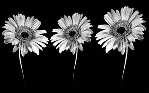 Black And White Aesthetic Gerbera Daisies Wallpaper