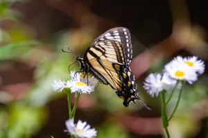 Black And White Butterfly Perched On White Flower In Close Up Photography During Daytime Wallpaper