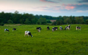 Black And White Cattle Breeds At Grass Field Wallpaper