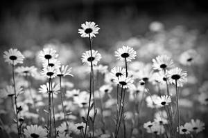 Black And White Daisy Aesthetic Wallpaper