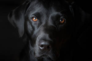Black And White Dog With Brown Eyes Wallpaper