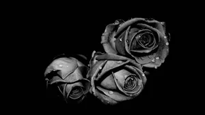 Black And White Filter On Roses Wallpaper