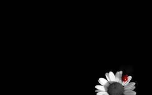 Black And White Flower Ladybug Wallpaper